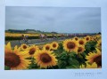 9 Tour de France sunflowers